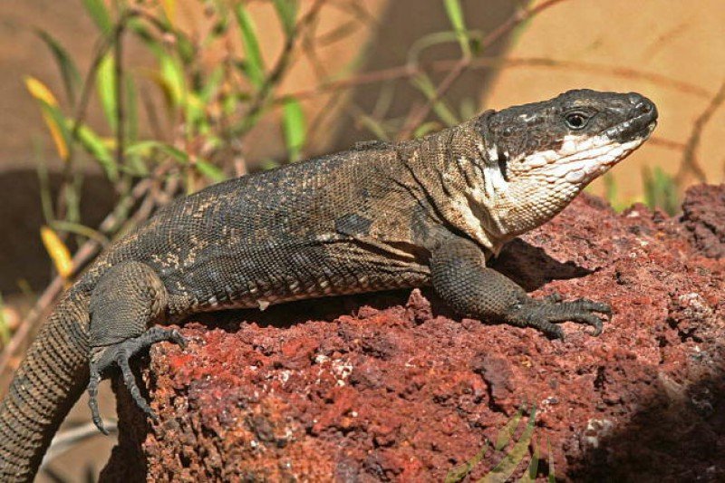 Lagarto gigante de El Hierro Imagen